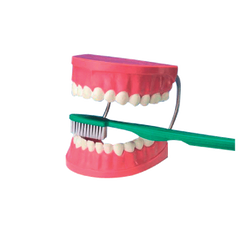 โมเดล ฟันจำลอง พร้อมแปรง, ของเล่นเสริมพัฒนาการ, สื่อการสอนอนุบาล,ปฐมวัย, ของเล่นเสริมพัฒนาการ, ของเล่นเสริมทักษะ