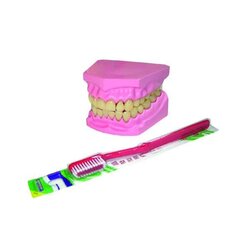 โมเดล ฟันจำลองพร้อมแปรงสีฟัน , ของเล่นเสริมพัฒนาการ, ของเล่นเด็ก, สื่อการสอน