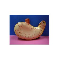 หุ่นจำลองกระเพาะอาหาร, โมเดลจำลอง,วิทยาศาสตร์ ,ของเล่นเสริมพัฒนาการ, ของเล่นเด็กประถม, สื่อการสอนเด็กประถม,พร้อมส่ง