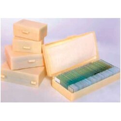 รวมชุดแผ่นสไลด์ตัวอย่างเนื้อเยื่อสรีระวิทยาและกายวิภาคของสัตว์ 37 ตัวอย่าง,สื่อการสอนประถมศึกษา,ของเล่นเสริมพัฒนาการ, ของเล่นเสริมทักษะ,ทดลองวิทยาศาสตร์,พร้อมส่ง