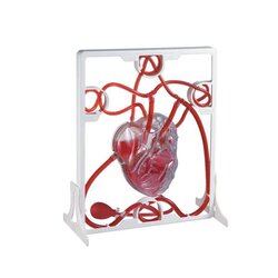 หุ่นจำลองประกอบแสดงการทำงานของหัวใจ, โมเดลจำลอง,วิทยาศาสตร์ ,ของเล่นเสริมพัฒนาการ, ของเล่นเด็กประถม, สื่อการสอนเด็กประถม,พร้อมส่ง