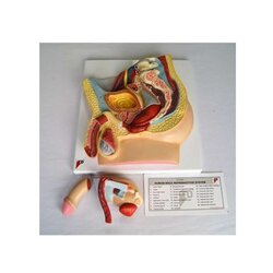 ชุดการเรียนรู้อวัยวะเพศชายจากหุ่นจำลอง ถอดประกอบ ,ร่างกายจำลอง โมเดลร่างกายจำลอง เพศชาย , ของเล่นเสริมพัฒนาการ, ของเล่น วิทยาศาสตร์ทดลอง, สื่อการสอน พร้อมส่ง