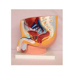 ชุดการเรียนรู้อวัยวะเพศชายจากหุ่นจำลอง ขนาดใหญ่, จำลอง เพศชาย , ของเล่นเสริมพัฒนาการ, ของเล่น วิทยาศาสตร์ทดลอง, สื่อการสอน พร้อมส่ง