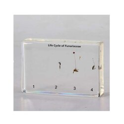 ตัวอย่างแสงวงจรชีวิต ของพืชในวงศ์ Funariaceae ,สื่อการสอนประถมศึกษา,ของเล่นเสริมพัฒนาการ, ของเล่นเสริมทักษะ,ทดลองวิทยาศาสตร์,พร้อมส่ง