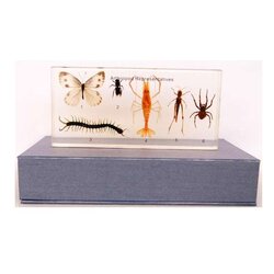 ตัวอย่างสัตว์ในกลุ่ม ARTHROPOD (เก็บในแท่งอำพัน),สื่อการสอนประถมศึกษา,ของเล่นเสริมพัฒนาการ, ของเล่นเสริมทักษะ,ทดลองวิทยาศาสตร์,พร้อมส่ง