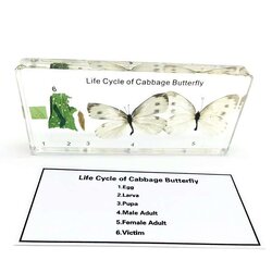 วงจรชีวิตของ ผีเสื้อ ( เก็บในแท่งอำพัน ), ทดลองวิทยาศาสตร์ ,ของเล่นเสริมพัฒนาการ, ของเล่นเด็กประถม, สื่อการสอนเด็กประถม,พร้อมส่ง