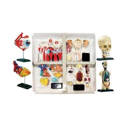 หุ่นจำลองกายวิภาคของมนุษย์แบบครบชุด, โมเดลจำลอง,วิทยาศาสตร์ ,ของเล่นเสริมพัฒนาการ, ของเล่นเด็กประถม, สื่อการสอนเด็กประถม,พร้อมส่ง