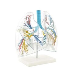 หุ่นจำลองปอดทั้ง 2 ข้าง, โมเดลจำลอง,วิทยาศาสตร์ ,ของเล่นเสริมพัฒนาการ, ของเล่นเด็กประถม, สื่อการสอนเด็กประถม,พร้อมส่ง