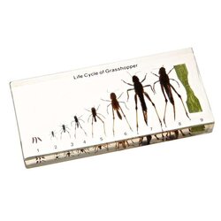 วงจรชีวิตของ ตั๊กแตน ( เก็บในแท่งอำพัน ), ทดลองวิทยาศาสตร์ ของเล่นเสริมพัฒนาการ, ของเล่นเด็กประถม, สื่อการสอนเด็กประถม,พร้อมส่ง