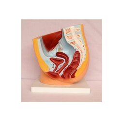 ชุดการเรียนรู้อวัยวะเพศหญิงจากหุ่นจำลอง ขนาดใหญ่ ,ร่างกายจำลอง, โมเดลร่างกายจำลองเพศหญิง , ของเล่นเสริมพัฒนาการ, ของเล่น วิทยาศาสตร์ทดลอง, สื่อการสอน พร้อมส่ง