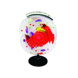 หุ่นจำลองแสดงโครงสร้างของเซลล์สัตว์ขนาดใหญ่, โมเดลจำลอง,วิทยาศาสตร์ ,ของเล่นเสริมพัฒนาการ, ของเล่นเด็กประถม, สื่อการสอนเด็กประถม,พร้อมส่ง