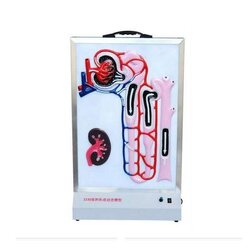 ชุดแสดงการทำงานหน่วยไตในระบบขับถ่ายปัสวะแบบอัตโนมัติ ,ของเล่นเสริมพัฒนาการ, ของเล่นเด็ก, สื่อการสอน , วิทยาศาสตร์,พร้อมส่ง