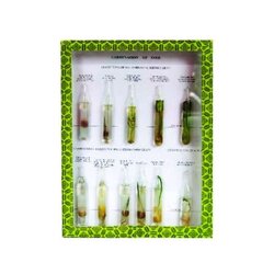 ตัวอย่างแสดงการงอกของเมล็ด (SEED GERMINATION),สื่อการสอนประถมศึกษา,ของเล่นเสริมพัฒนาการ, ของเล่นเสริมทักษะ,ทดลองวิทยาศาสตร์,พร้อมส่ง