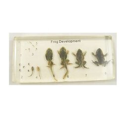 วงจรชีวิตของ กบ ( เก็บในแท่งอำพัน ), ทดลองวิทยาศาสตร์ ของเล่นเสริมพัฒนาการ, ของเล่นเด็กประถม, สื่อการสอนเด็กประถม,พร้อมส่ง