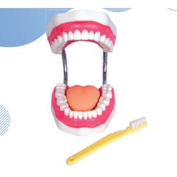 โมเดล,จำลองชุดดูแลสุขภาพช่องปาก , สื่อการสอน ,ของเล่นเสริมพัฒนาการ,พร้อมส่ง