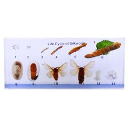 วงจรชีวิตของ หนอนไหม ( เก็บในแท่งอำพัน ), ทดลองวิทยาศาสตร์ ,ของเล่นเสริมพัฒนาการ, ของเล่นเด็กประถม, สื่อการสอนเด็กประถม,พร้อมส่ง