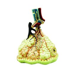 โมเดลโครงสร้างของถุงลมปอดขนาดใหญ่,โมเดลจำลอง,ของเล่นเสริมพัฒนาการ, ของเล่นเด็กประถม, สื่อการสอนเด็กประถม,วิทยาศาสตร์,พร้อมส่ง