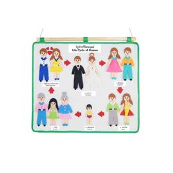 กระดานแขวนแสนสนุก แผงผ้าวัฏจักรชีวิตมนุษย์ สื่อการสอนอนุบาล,ปฐมวัย, ,ของเล่นเสริมพัฒนาการเด็ก, ของเล่นเสริมทักษะ, พร้อมส่ง