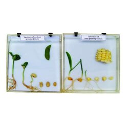 ชุดเปรียบเทียบการเจริญเติบโตของพืชใบเลี้ยงคู่และใบเลี้ยงเดี่ยว, ของเล่นสื่อพัฒนาการ, สื่อการสอนเด็กอนุบาล ,ของเล่นเสริมพัฒนาการ ,ทดลองวิทยาศาสตร์ ,ของเล็กเด็ก พร้อมส่ง