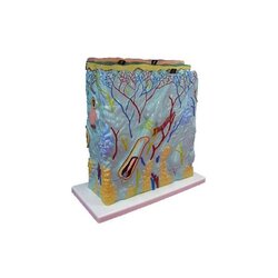 หุ่นจำลองแสดงโครงสร้างผิวหนังขนาดใหญ่, โมเดลจำลอง,วิทยาศาสตร์ ,ของเล่นเสริมพัฒนาการ, ของเล่นเด็กประถม, สื่อการสอนเด็กประถม,พร้อมส่ง