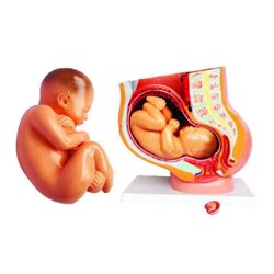 โมเดลขนาดใหญ่ตัดตามขวาง แสดงการตั้งครรภ์,โมเดลหุ่นจำลอง,โครงกระดูกจำลอง ขนาด 46 ซม.,โมเดลหุ่นจำลอง,ของเล่นเสริมพัฒนาการ, ของเล่นเด็กประถม, สื่อการสอนเด็กประถม,วิทยาศาสตร์,พร้อมส่ง