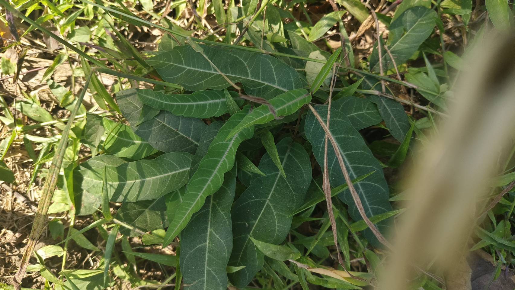 พญารากหอม อบเชยเถา รับ preorder ทำเป็นชา หรือสั่งเป็นต้นนำไปปลูก