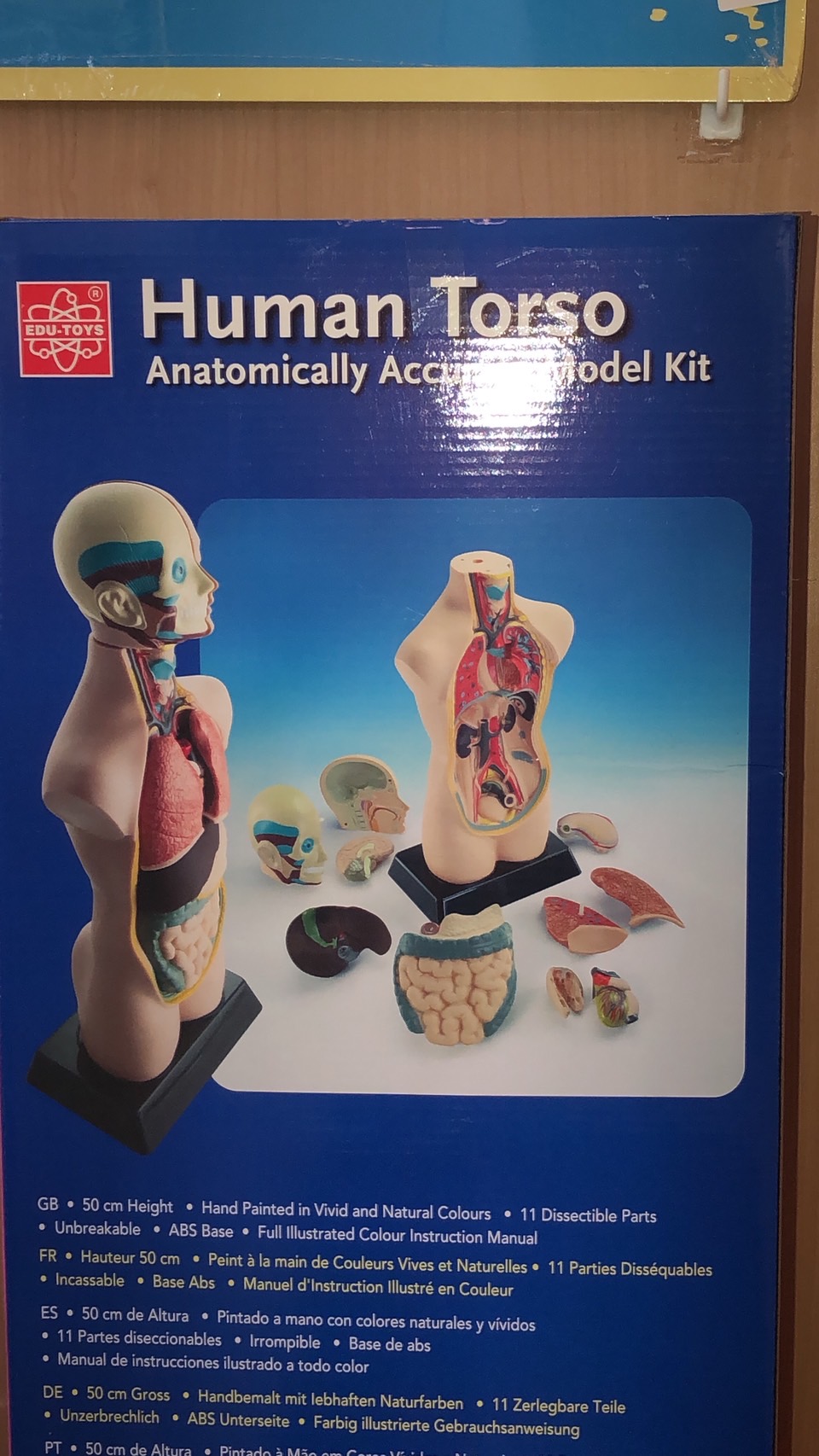 ร่างกายจำลอง โมเดลร่างกาย ขนาด 20 นิ้ว,สื่อการสอนอนุบาล,ปฐมวัย, ,ของเล่นเสริมพัฒนาการ, ของเล่นเสริมทักษะ สื่อการสอน วิทยาศาสตร์