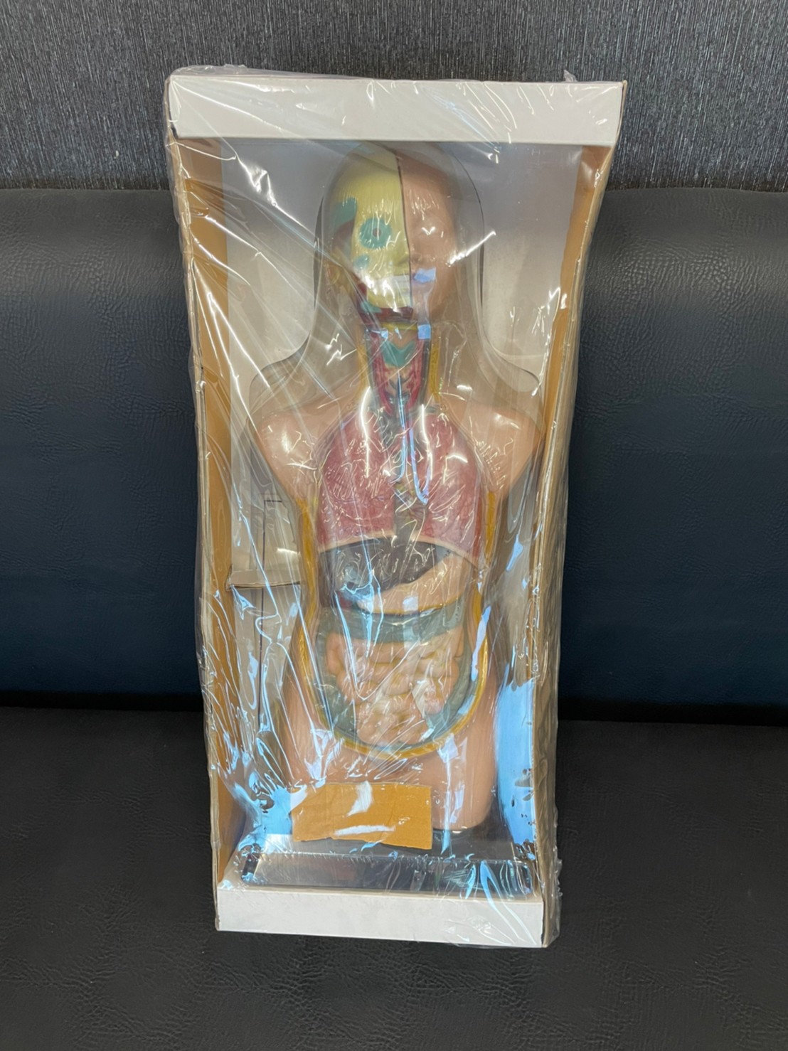 ร่างกายจำลอง โมเดลร่างกาย ขนาด 20 นิ้ว,สื่อการสอนอนุบาล,ปฐมวัย, ,ของเล่นเสริมพัฒนาการ, ของเล่นเสริมทักษะ สื่อการสอน วิทยาศาสตร์