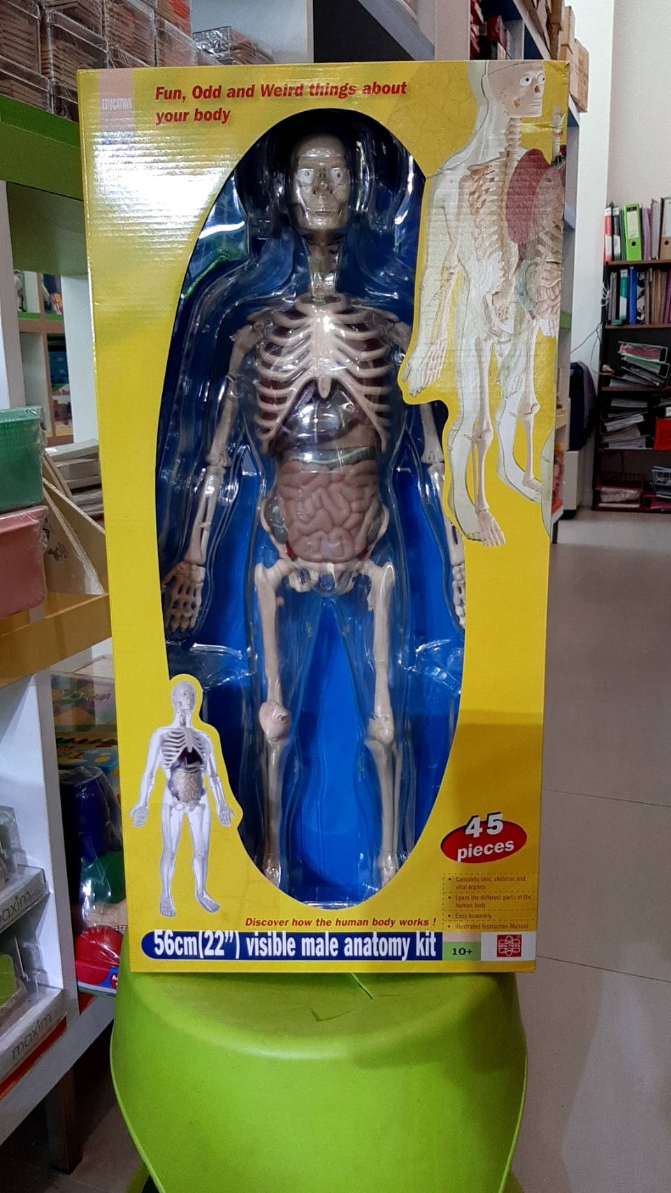 ร่างกายจำลอง เพศหญิง ,ของเล่นเสริมพัฒนาการ, ของเล่นเด็กอนุบาล, สื่อการสอนเด็กอนุบาล