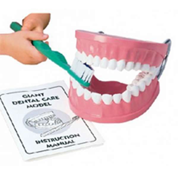 ชุดจำลองฟันขนาดใหญ่ พร้อมแปรงสีฟัน สื่อการสอนอนุบาล,ปฐมวัย,ของเล่นเสริมพัฒนาการ, ของเล่นเสริมทักษะ