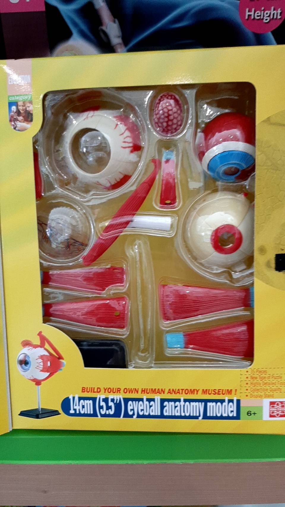 โมเดลตา ตาจำลอง , สื่อการสอน, ของเล่น วิทยาศาสตร์ ทดลอง,สื่อการสอนอนุบาล,ปฐมวัย, ,ของเล่นเสริมพัฒนาการ, ของเล่นเสริมทักษะ