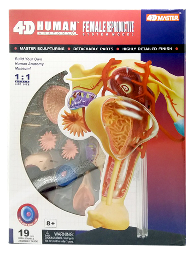 แบบจำลองระบบสืบพันธุ์ หญิง(Female Reproductive System Model) อุปกรณ์สื่อการเรียนการสอนวิทยาศาสตร์ ระบบสืบพันธุ์ เพศหญิง
