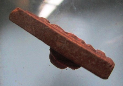 พระสมเด็จ หลังรูปเหมือน ท่านเจ้าคุณบุญส่ง พระแท้ไม่ทราบที่