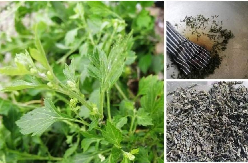 จิงจูฉ่ายอินทรีย์ รับ preorder ทำแห้ง หรือขายต้นสด