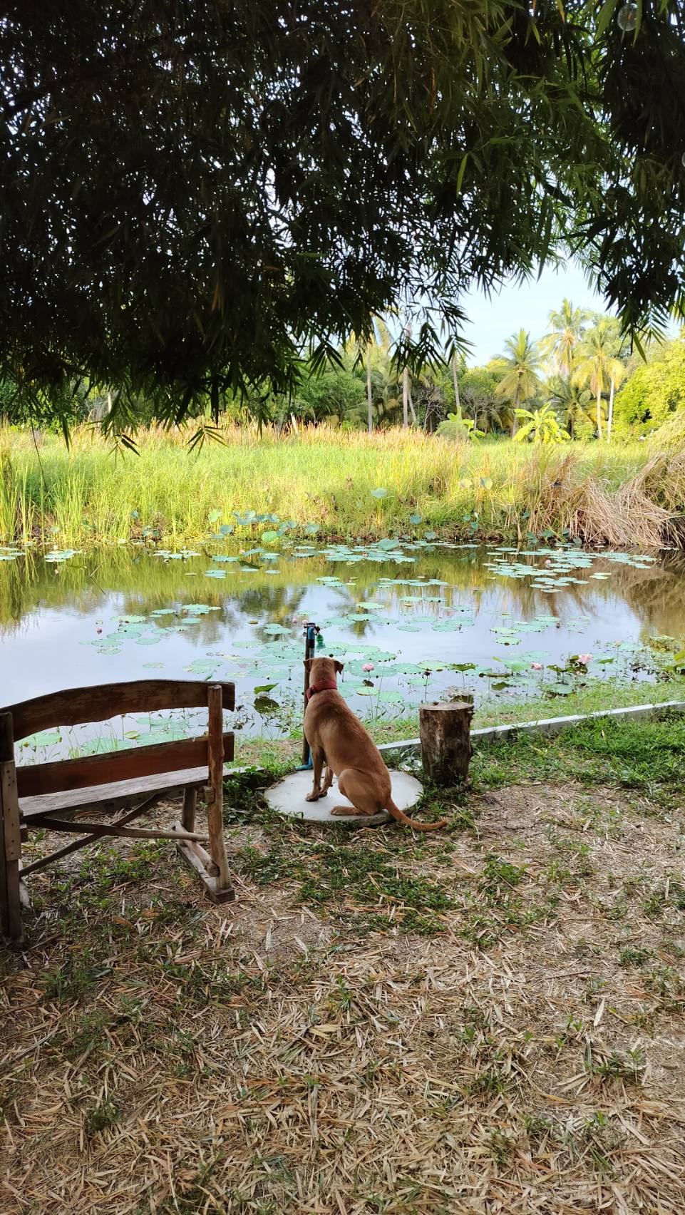 บ้านสวนในฝัน บรรยากาศเหมือนรีสอร์ท พื้นที่ 1 ไร่ เดินทางง่าย ใกล้ กทม.