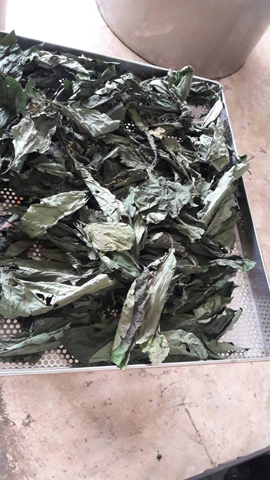 ป่าช้าหมอง สมุนไพรสด รับ preorder ทำแห้ง