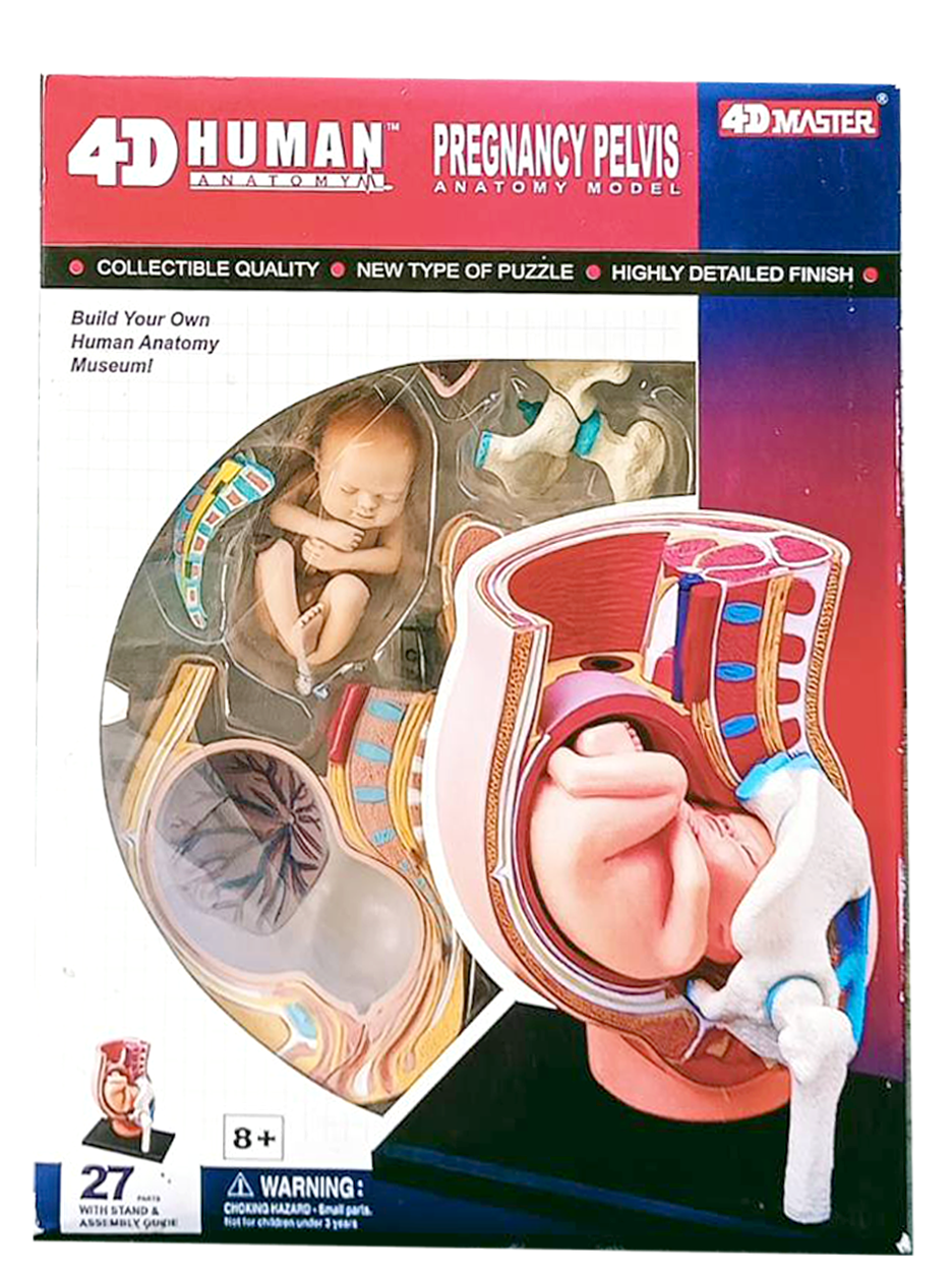 แบบจำลองการตั้งครรภ์(Pregnancy Pelvis-4D Model) สื่อการเรียนรู้ สื่อการสอน อุปกรณ์จำลองเหตุการณ์การตั้งครรภ์
