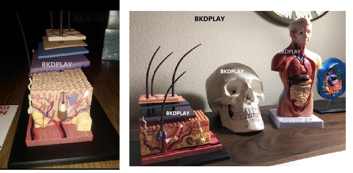 แบบจำลองผิวหนัง โมเดล Skin-4D Model สื่อการสอน วิทยาศาสตร์ การแพทย์ สื่อการสอนอนุบาล,ปฐมวัย, ,ของเล่นเสริมพัฒนาการ, ของเล่นเสริมทักษะ