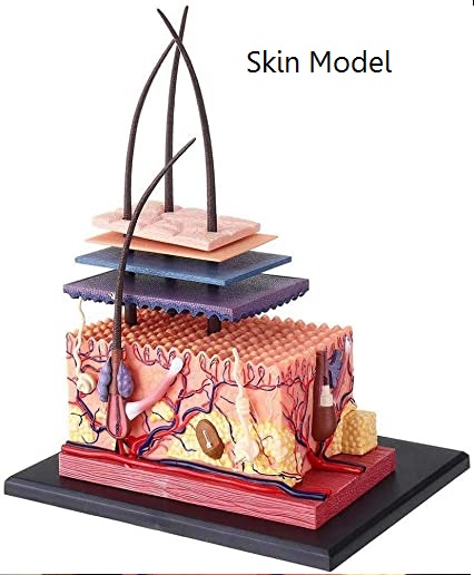 แบบจำลองผิวหนัง โมเดล Skin-4D Model สื่อการสอน วิทยาศาสตร์ การแพทย์ สื่อการสอนอนุบาล,ปฐมวัย, ,ของเล่นเสริมพัฒนาการ, ของเล่นเสริมทักษะ