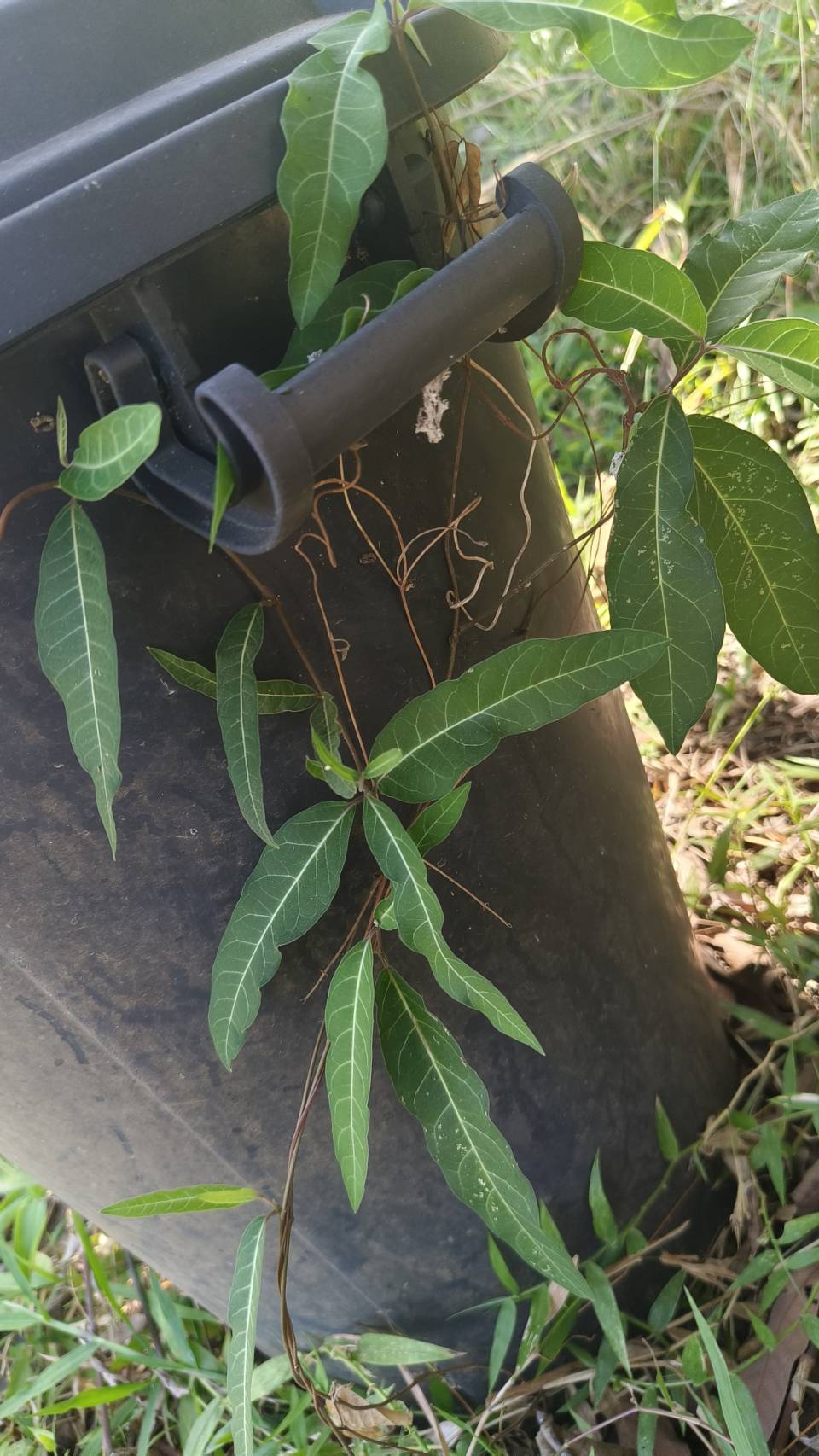 พญารากหอม อบเชยเถา รับ preorder ทำเป็นชา หรือสั่งเป็นต้นนำไปปลูก