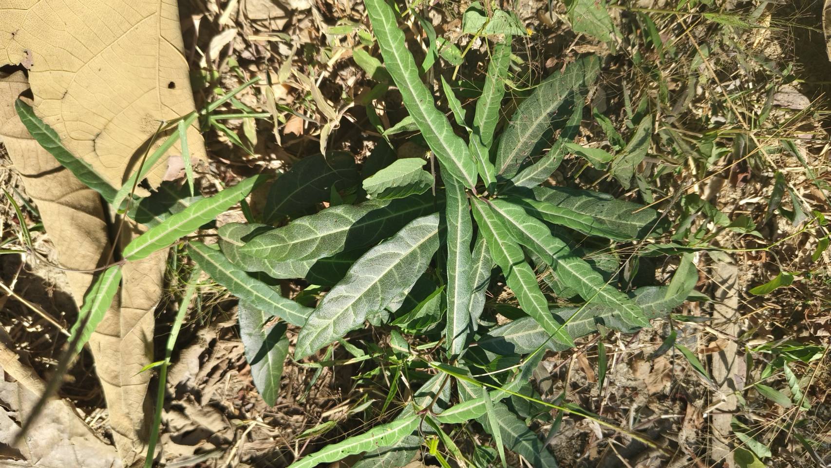 พญารากหอม อบเชยเถา รับ preorder ทำเป็นชา หรือสั่งเป็นต้นนำไปปลูก