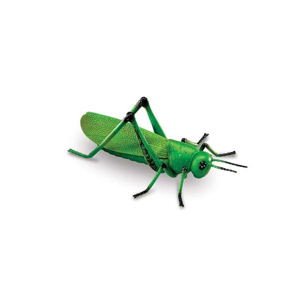 ชุดโมเดลของโลกแมลง insect, ทดลองวิทยาศาสตร์ของเล่นเสริมทักษะ,ของเล่นเสริมพัฒนาการเด็ก, สือการสอนครูปฐมวัย, พร้อมส่ง