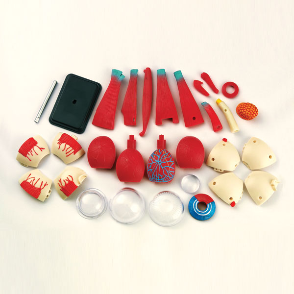 โมเดลตา ตาจำลอง , สื่อการสอน, ของเล่น วิทยาศาสตร์ ทดลอง,สื่อการสอนอนุบาล,ปฐมวัย, ,ของเล่นเสริมพัฒนาการ, ของเล่นเสริมทักษะ