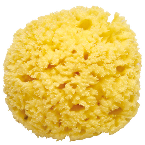 100% Mediterranean Natural Sea Sponge Size XL (16 cm)