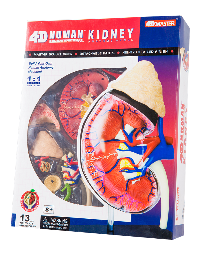 แบบจำลองไต , ของเล่นเด็ก,เสริมพัฒนาการ,สื่อการสอน ,อนุบาล,ปฐมวัย, ของเล่นเสริมพัฒนาการ, ของเล่นเสริมทักษะ