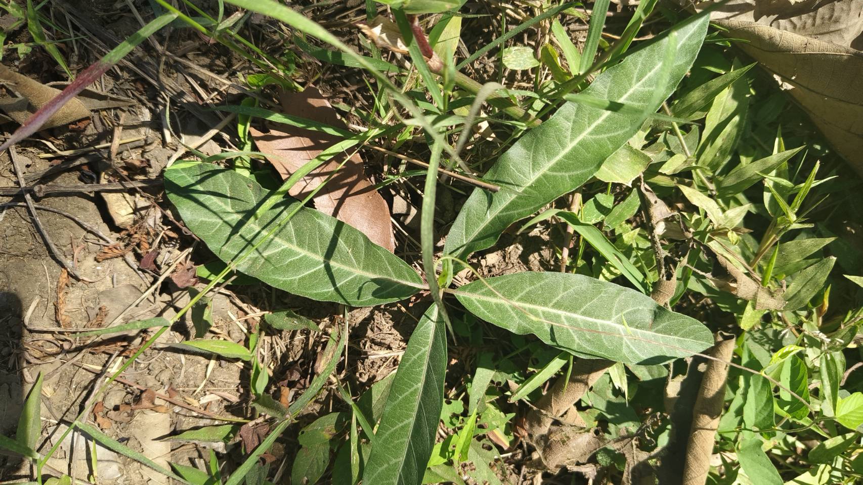 พญารากหอม อบเชยเถา รับ preorder ทำเป็นชา หรือสั่งเป็นต้นนำไปปลูก