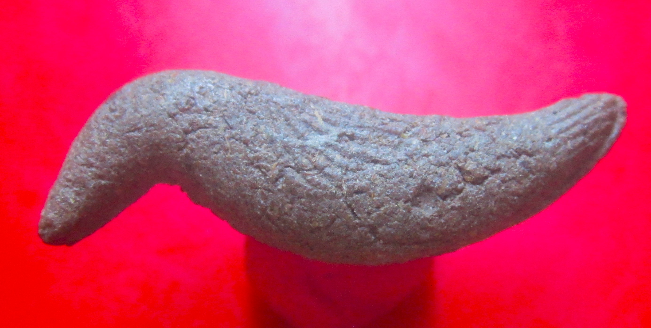 สาริกาเดียว เนื้อว่าน ไม่ทราบที่