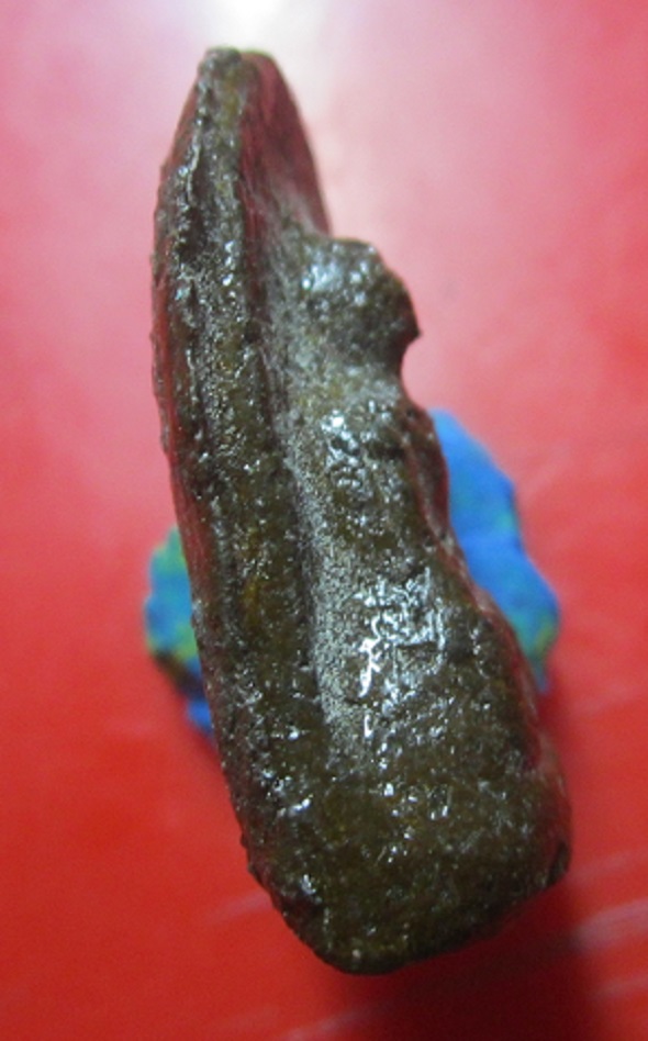 พระคง เนื้อผงว่าน เคลือบแล็ค ครูบา หลวงพ่อ ไม่ทราบที่