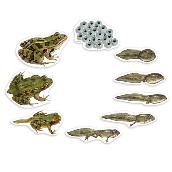 ภาพแม่เหล็กวงจรชีวิตของกบ, ของเล่นเสริมทักษะ,ของเล่นเสริมพัฒนาการเด็ก, สือการสอนครูปฐมวัย, พร้อมส่ง