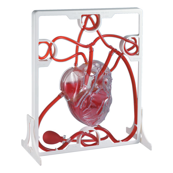 หุ่นจำลองระบบหัวใจ Pumping Heart ,ของเล่นเสริมพัฒนาการ, ของเล่นเด็กอนุบาล, สื่อการสอนเด็กอนุบาล